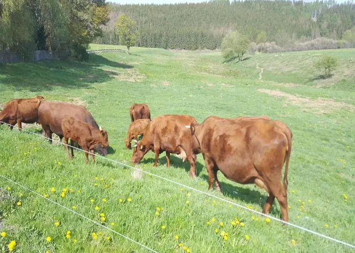 In With Private Terrace Lägenhet Allrode